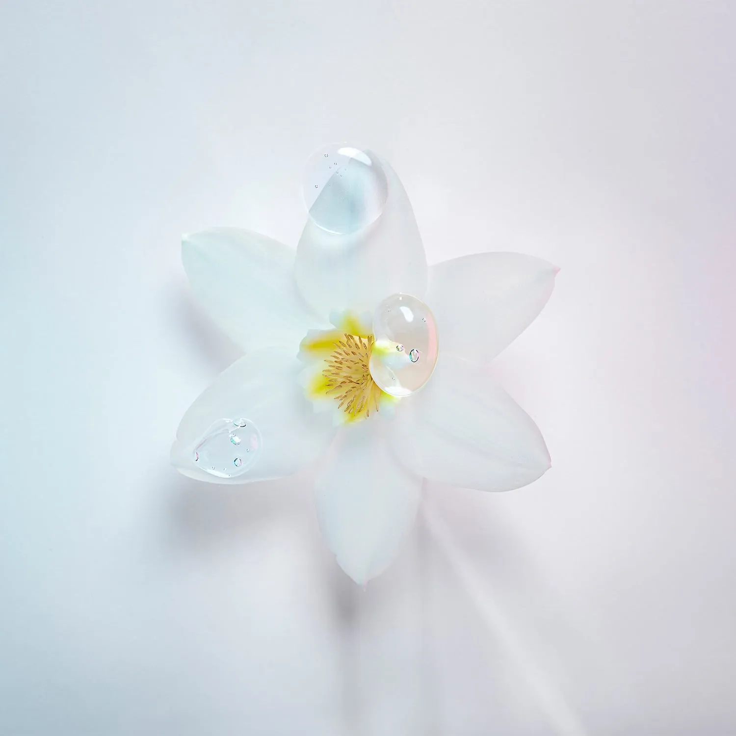 Blond Absolu Serum Cicanuit