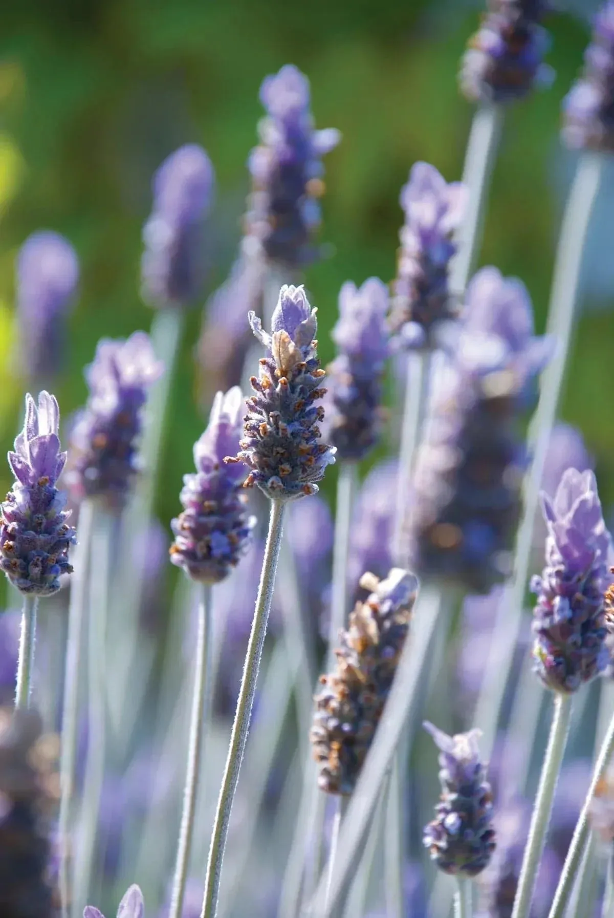 Deodorant Stick Lavender w/Tea Tree