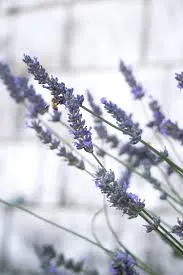 Deodorant Stick Lavender w/Tea Tree