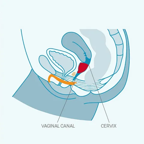 Fun Factory Fun Cup A Menstrual Cup