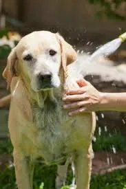 LARGE DOG DESHEDDING & BATH
