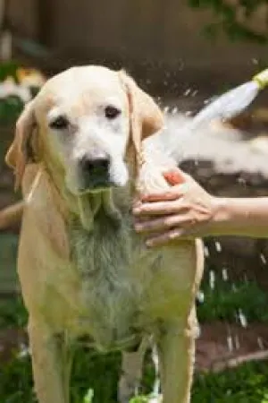 LARGE DOG DESHEDDING & BATH