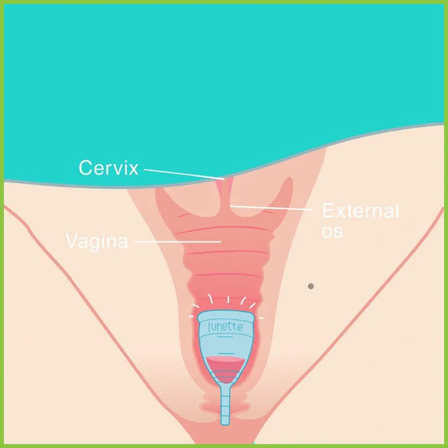 Lunette Menstrual Cup | Period Cup