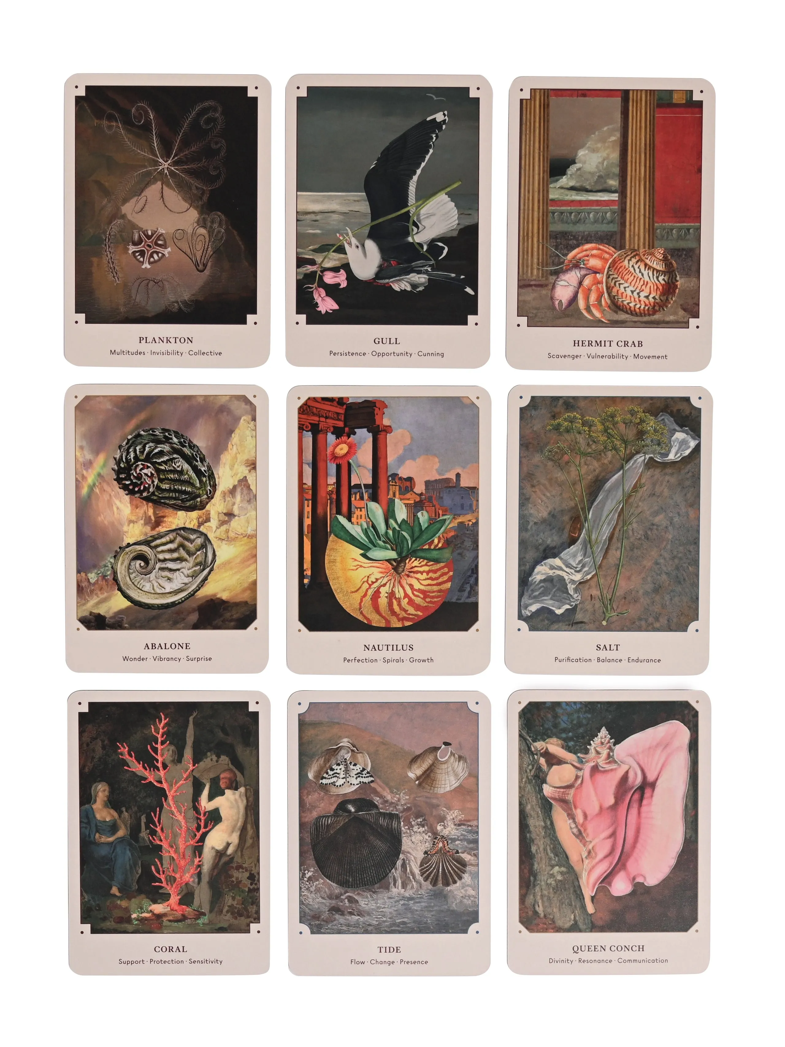 The Seashell Oracle : 44 Card Deck & Guidebook